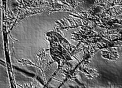 Skamielina