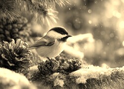 Sepia