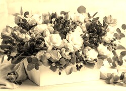 Szary + Sepia
