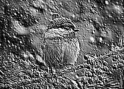 Skamielina