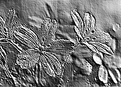 Skamielina