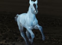 Negatyw