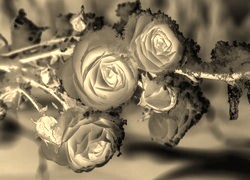 Sepia + Negatyw