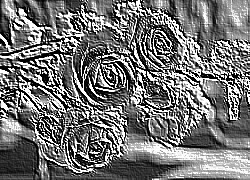 Skamielina