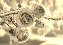 Szary + Sepia