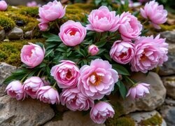 Oryginalny obrazek