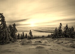 Szary + Sepia