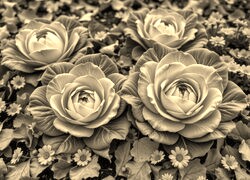 Szary + Sepia