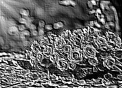 Skamielina
