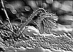Skamielina