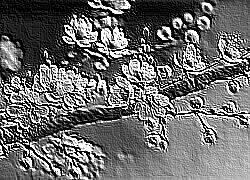 Skamielina