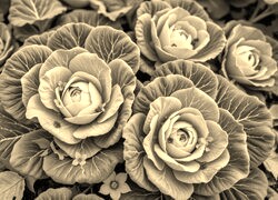 Szary + Sepia