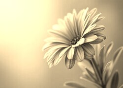 Szary + Sepia