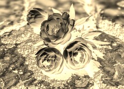 Sepia + Negatyw