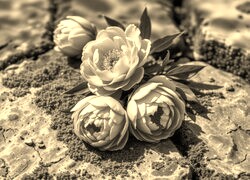Szary + Sepia