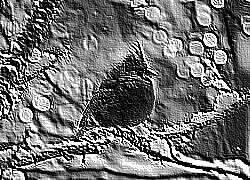 Skamielina