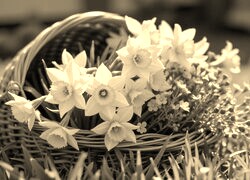 Szary + Sepia