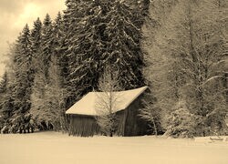 Szary + Sepia