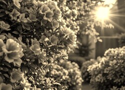 Szary + Sepia