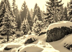 Szary + Sepia