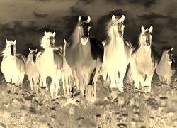 Sepia + Negatyw