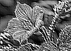 Skamielina