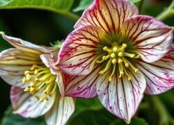 Oryginalny obrazek