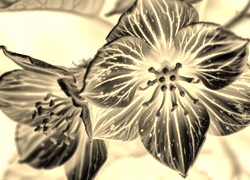 Sepia + Negatyw