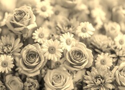 Szary + Sepia