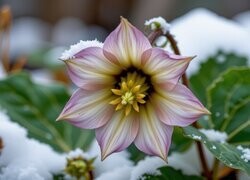 Oryginalny obrazek