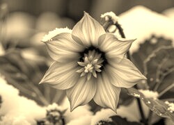 Sepia