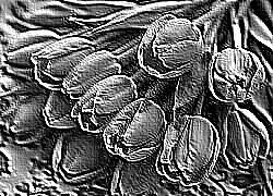 Skamielina