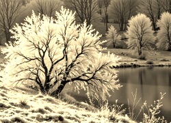 Szary + Sepia
