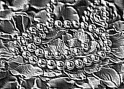 Skamielina