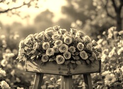 Szary + Sepia