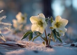 Oryginalny obrazek