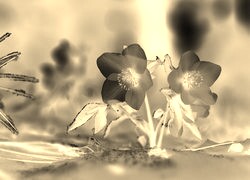 Sepia + Negatyw