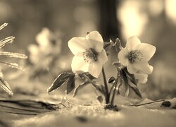 Szary + Sepia