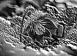 Skamielina