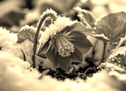Szary + Sepia