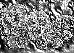Skamielina