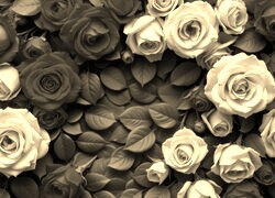 Szary + Sepia