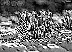 Skamielina