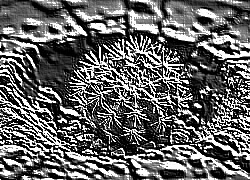 Skamielina