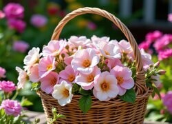 Oryginalny obrazek