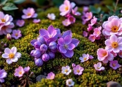 Oryginalny obrazek