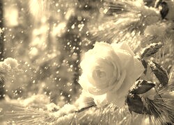 Szary + Sepia