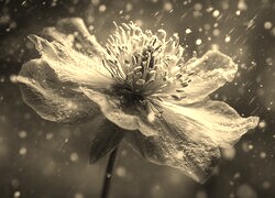 Szary + Sepia