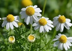Oryginalny obrazek