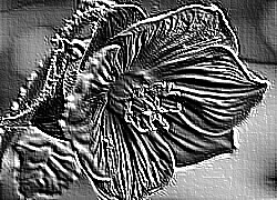 Skamielina